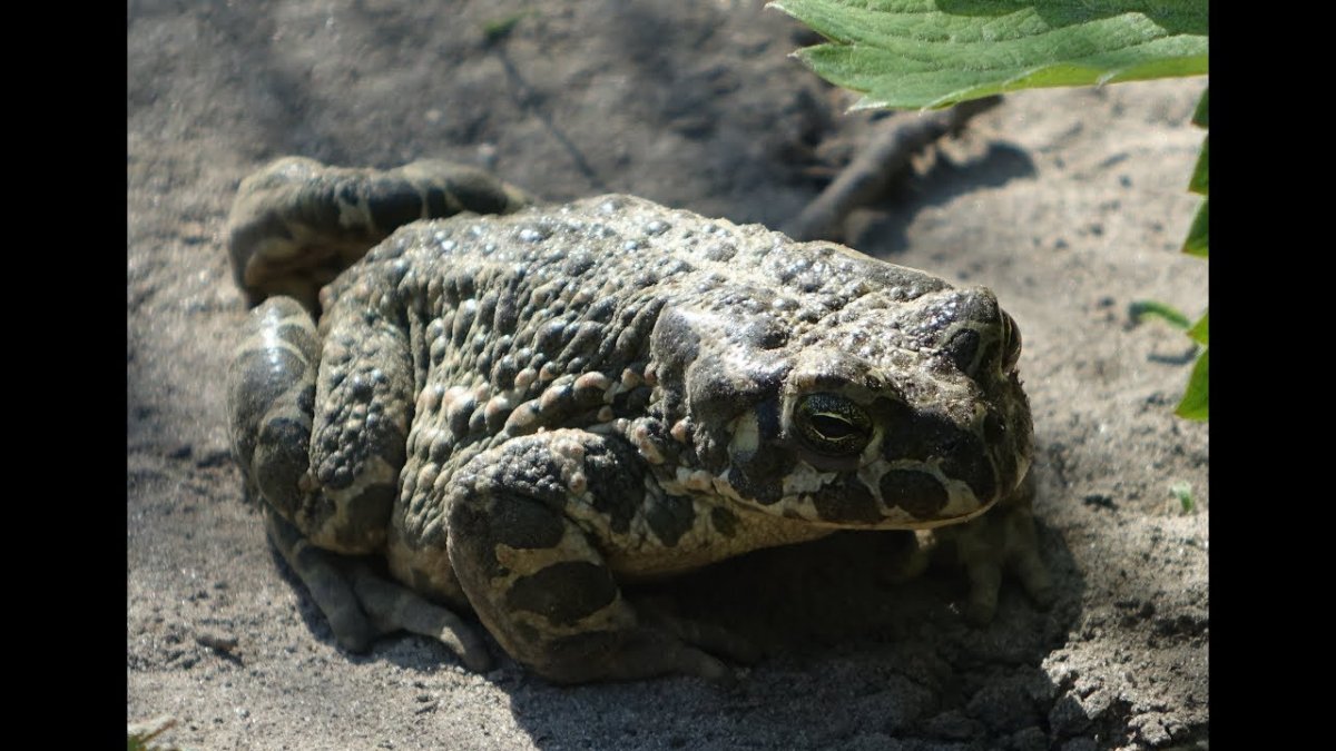 Древолаз тинкториус