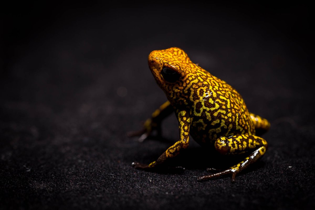 Лягушка Арлекин фиолетовая