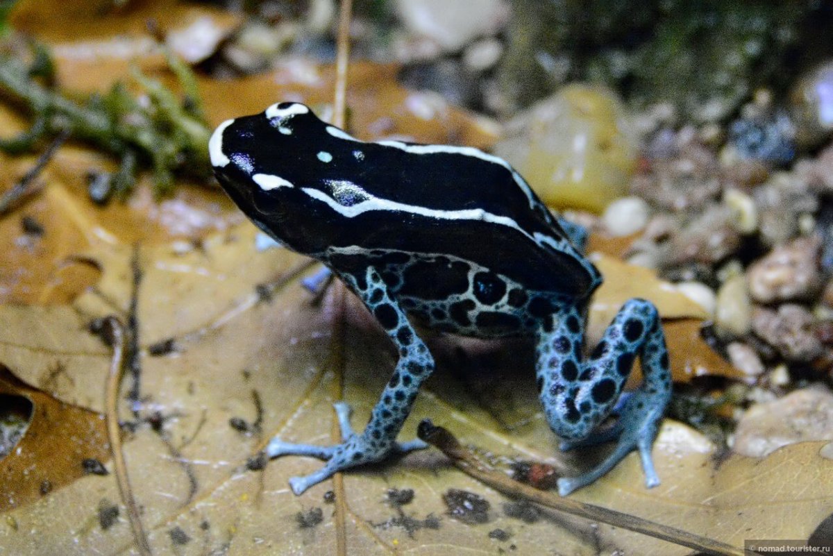 Амазонский древолаз лягушка