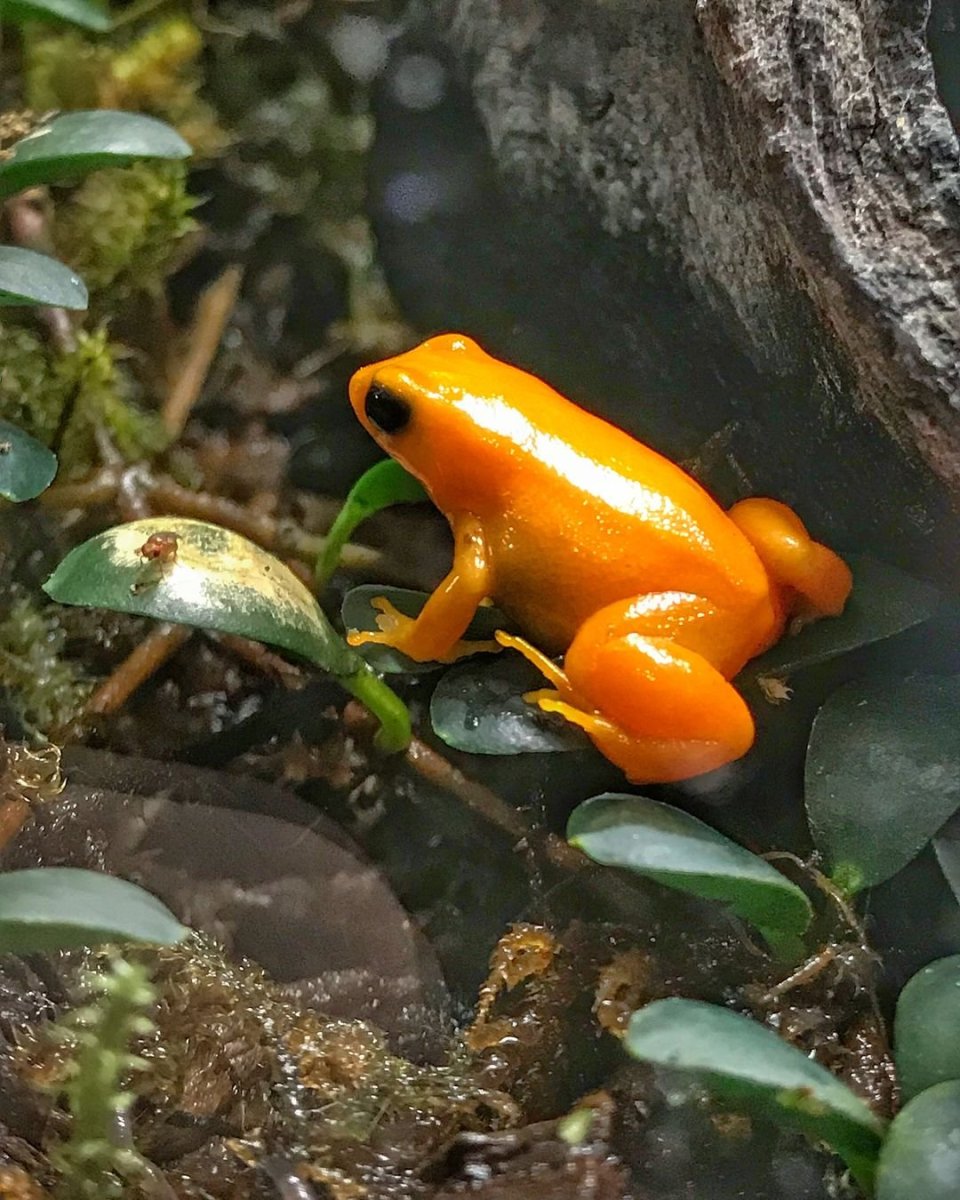 Квакша древолаз