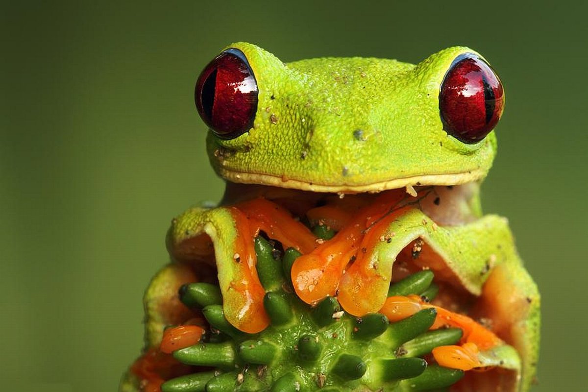 Обои с лягушками