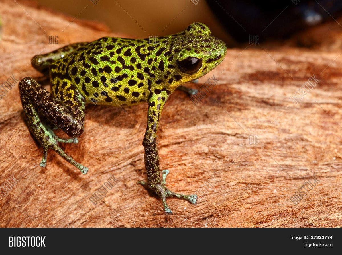 Игрушки животные опасные животные