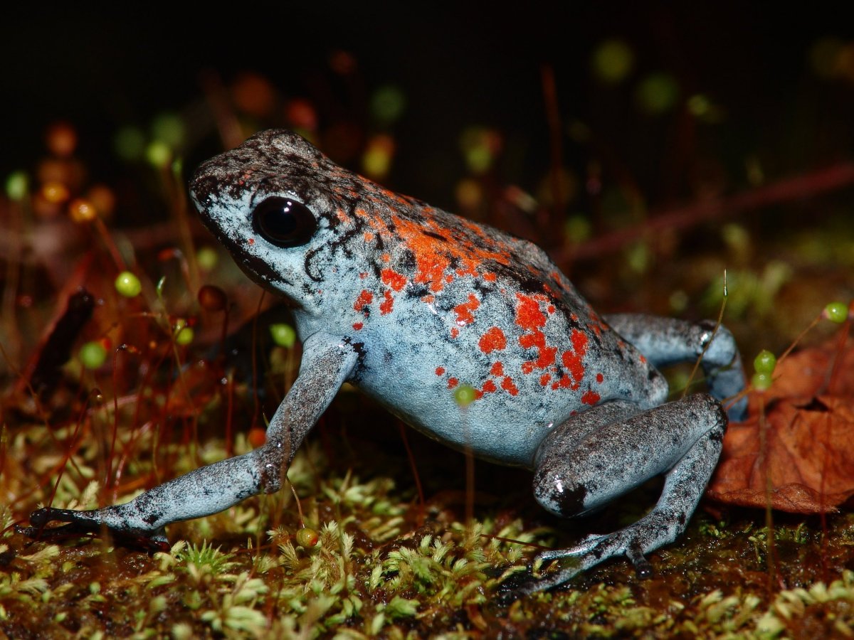 Лягушка пятнистый древолаз