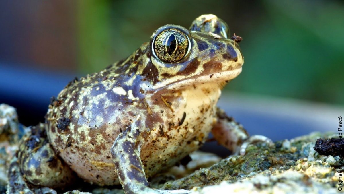 Сирийская чесночница