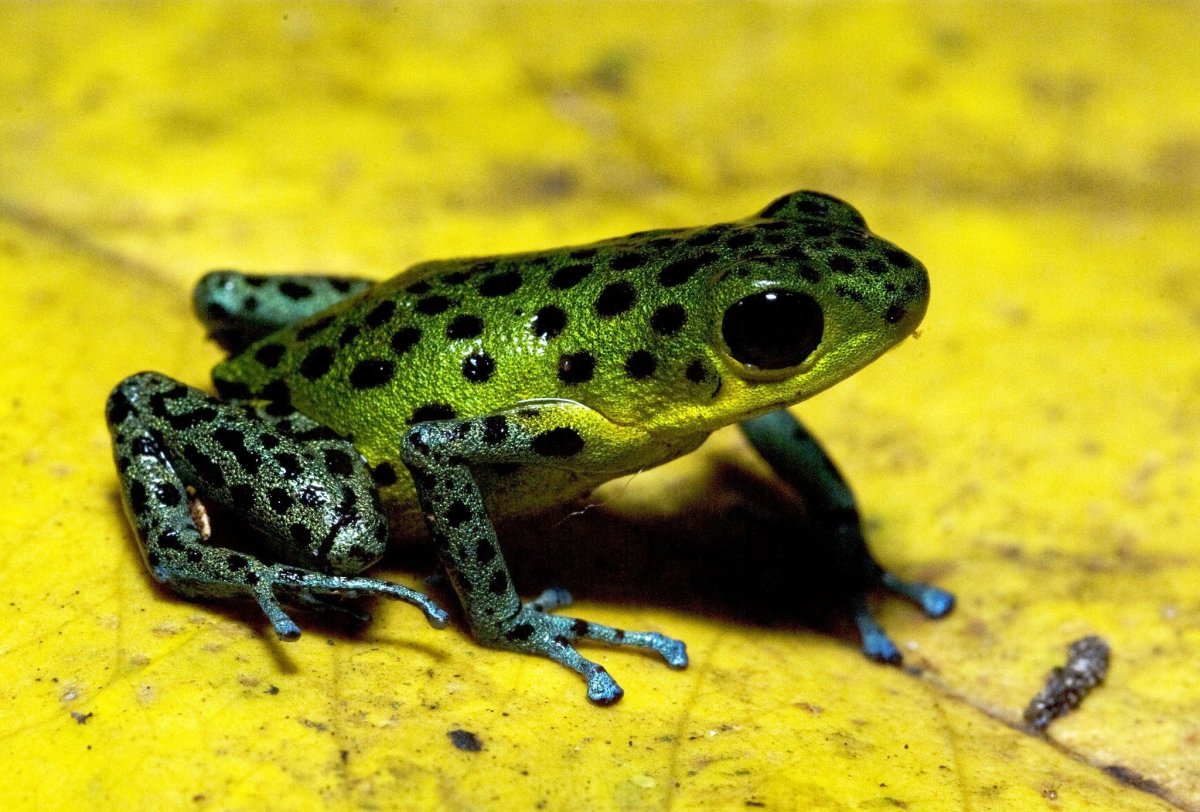 Жаба зелёная – Bufo viridis (Laurenti, 1768)