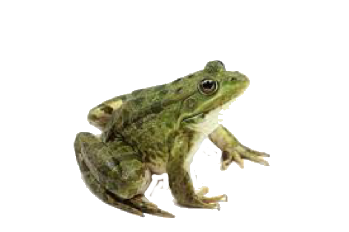 Ранитомея Сиренсис