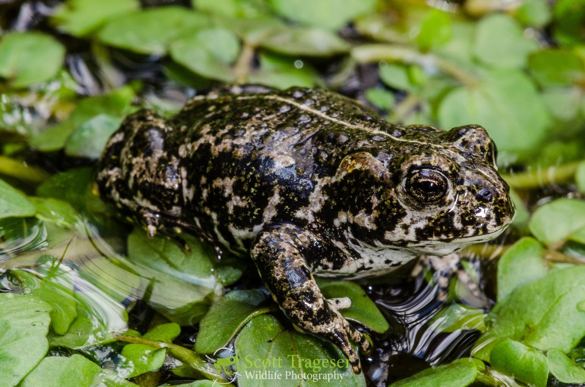 Зеленая жаба Bufo viridis