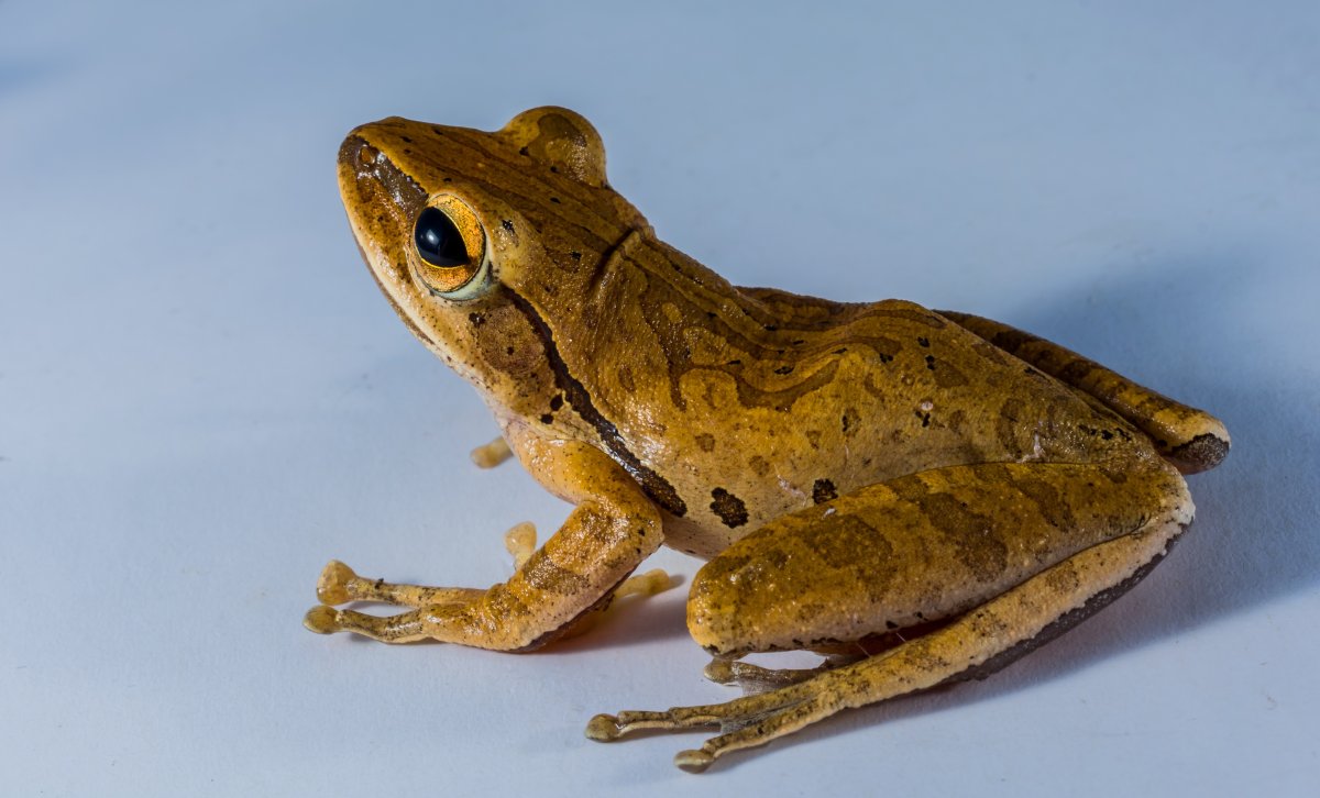 Columbia Frog spotted