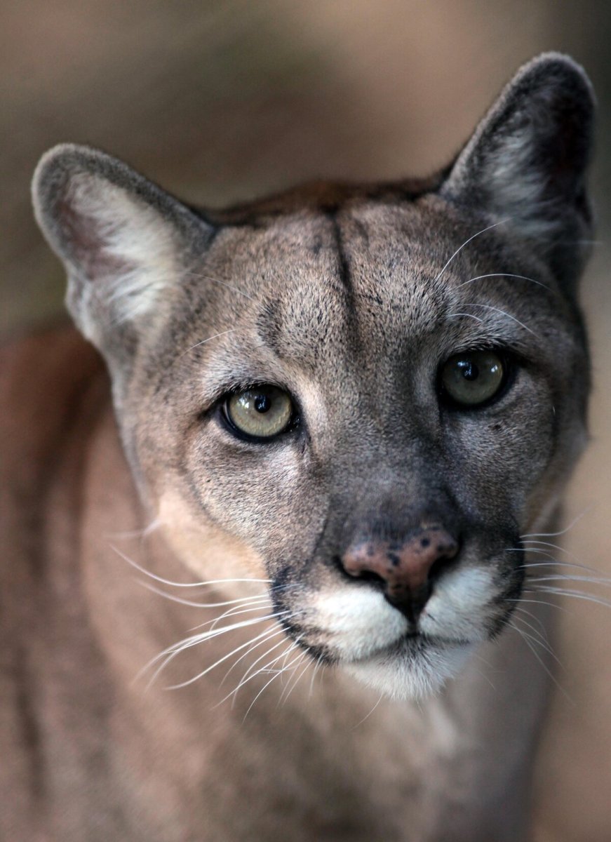 Канадский волкособ вольфхунд