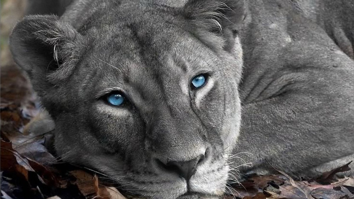 Милые волки