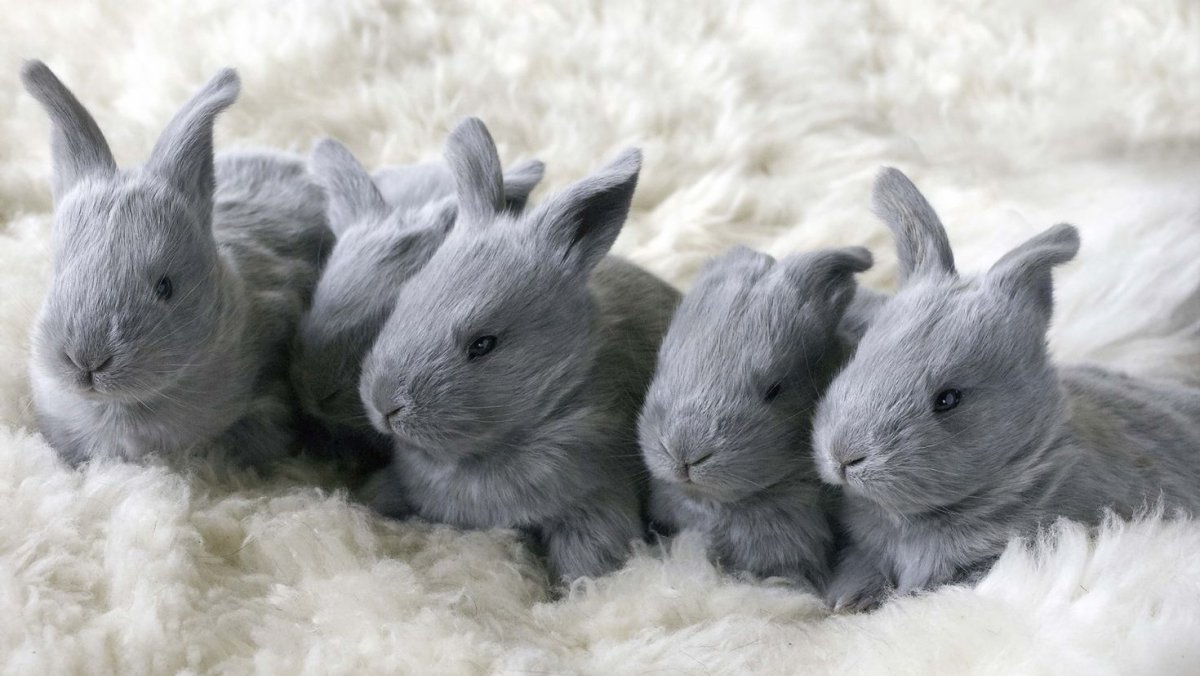 Чернобурка вичхаус