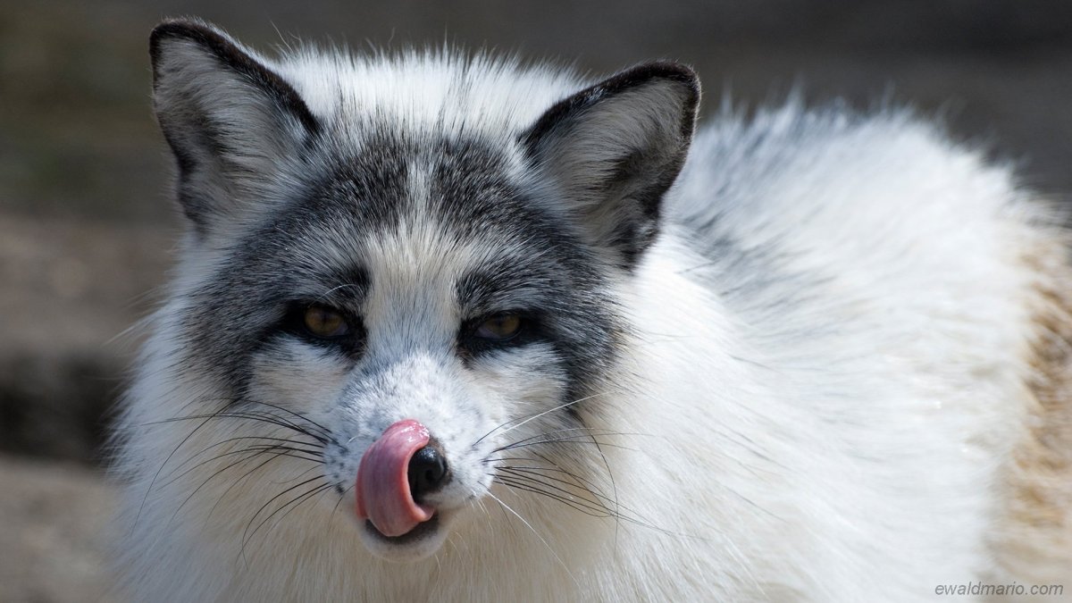 Стая Волков