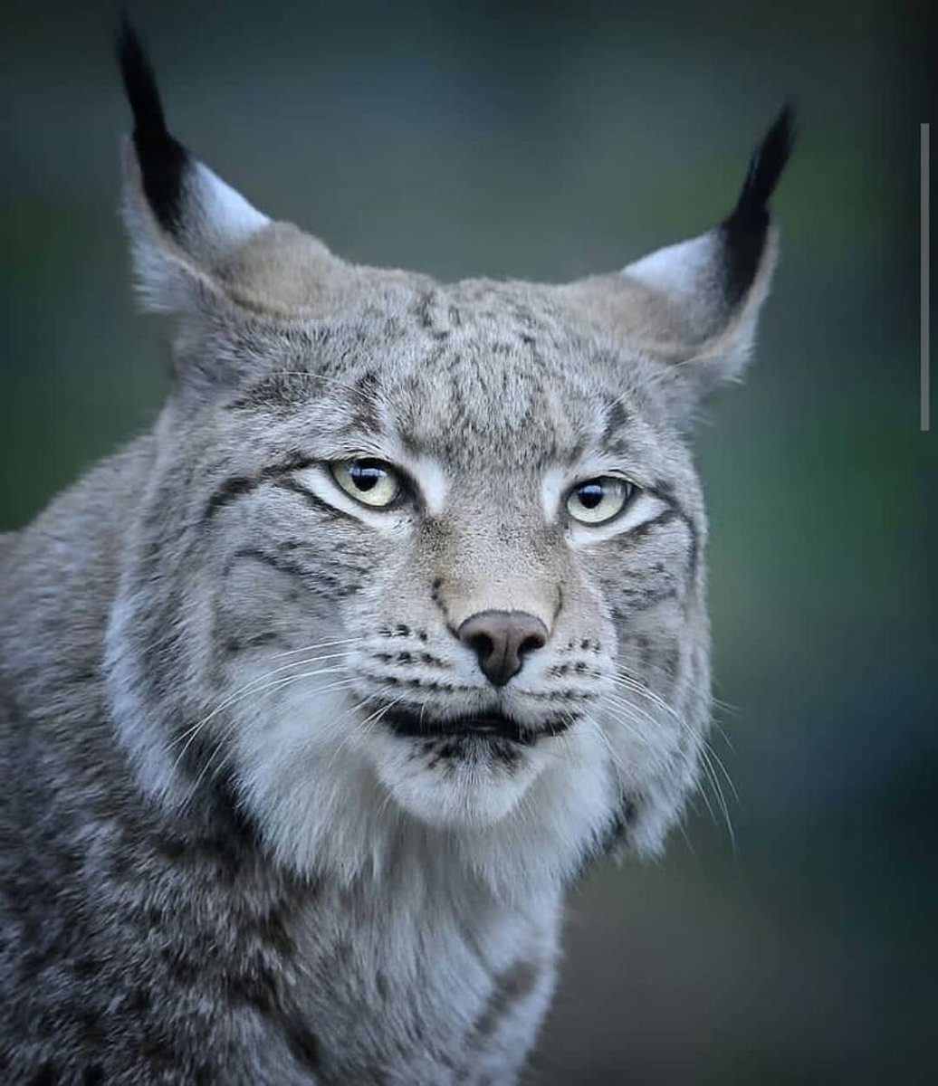 Кавказская Пума