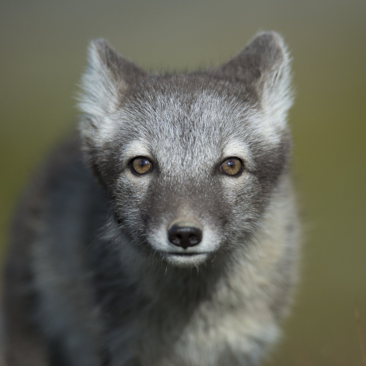 Небольшого размера серые животные