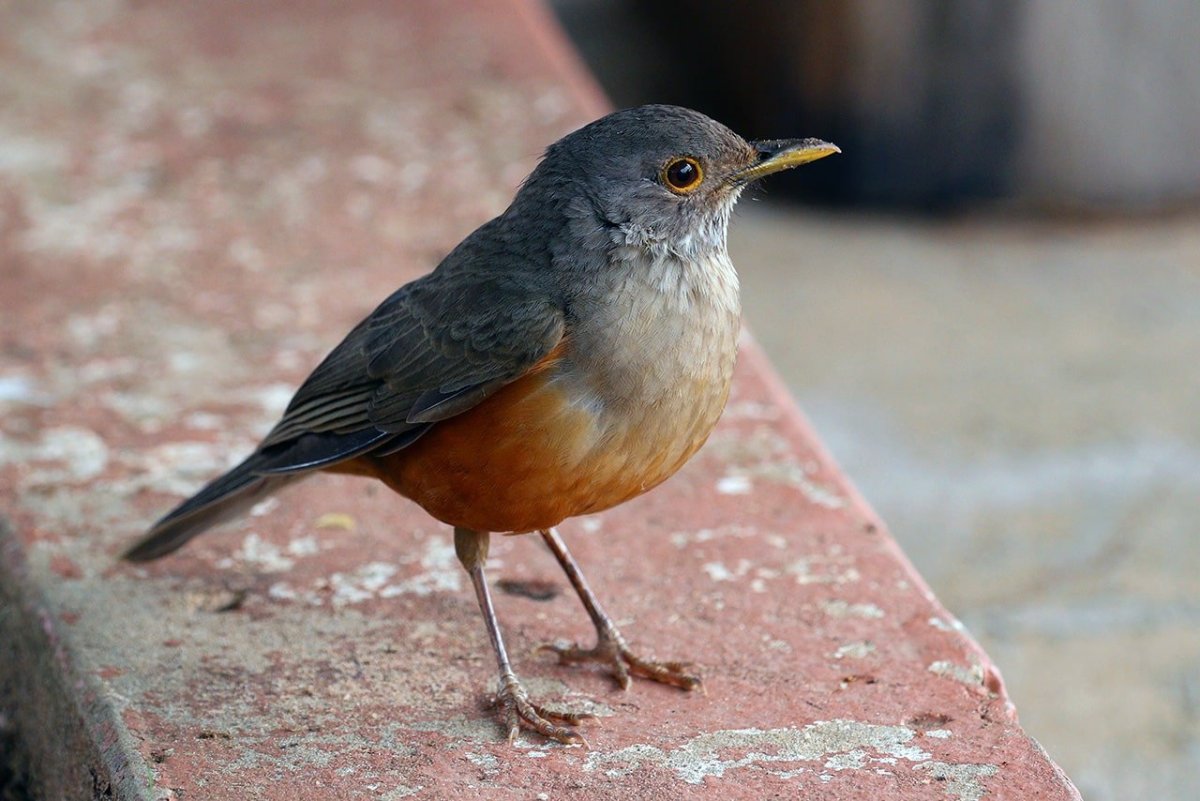 Птица с оранжевой спинкой