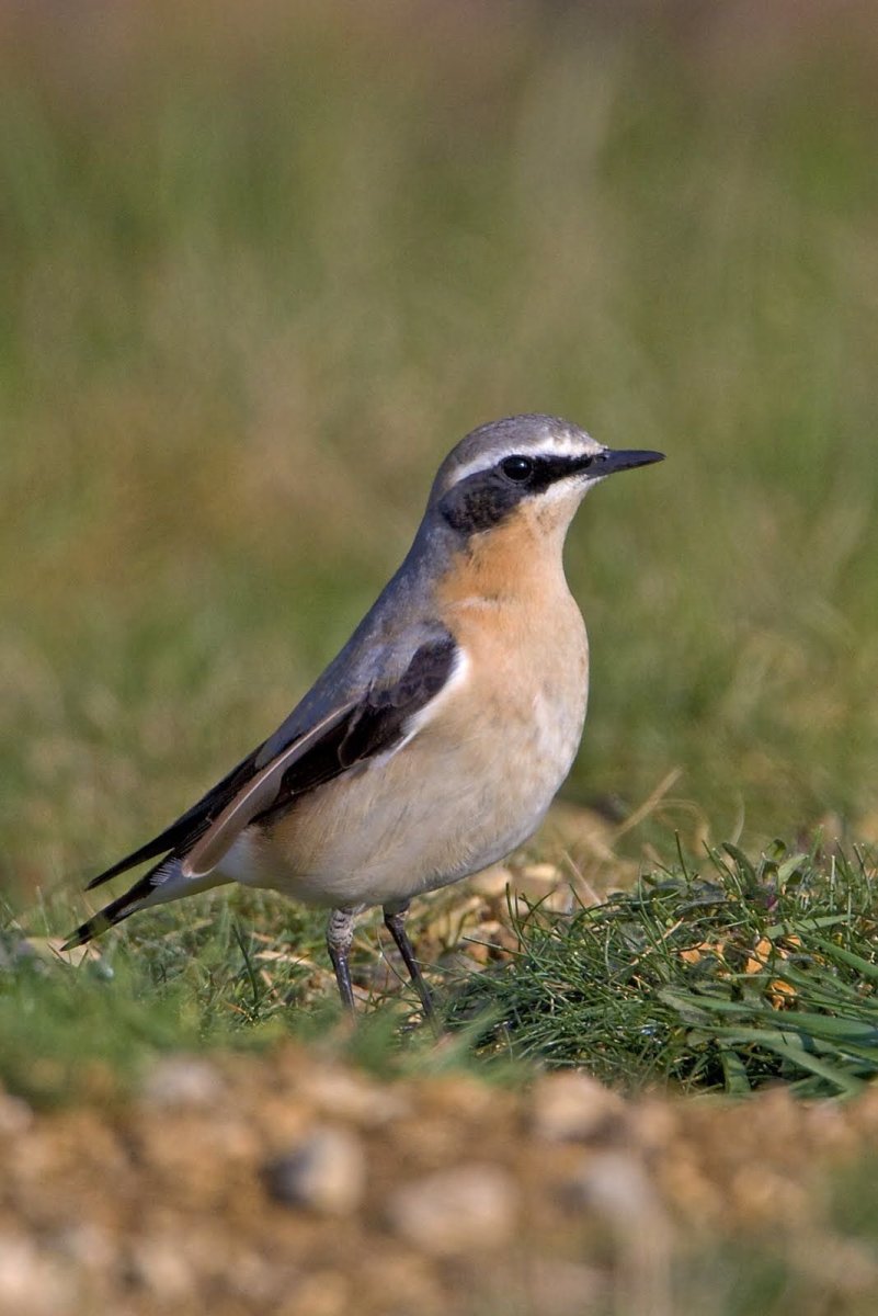 Красногрудый Дрозд