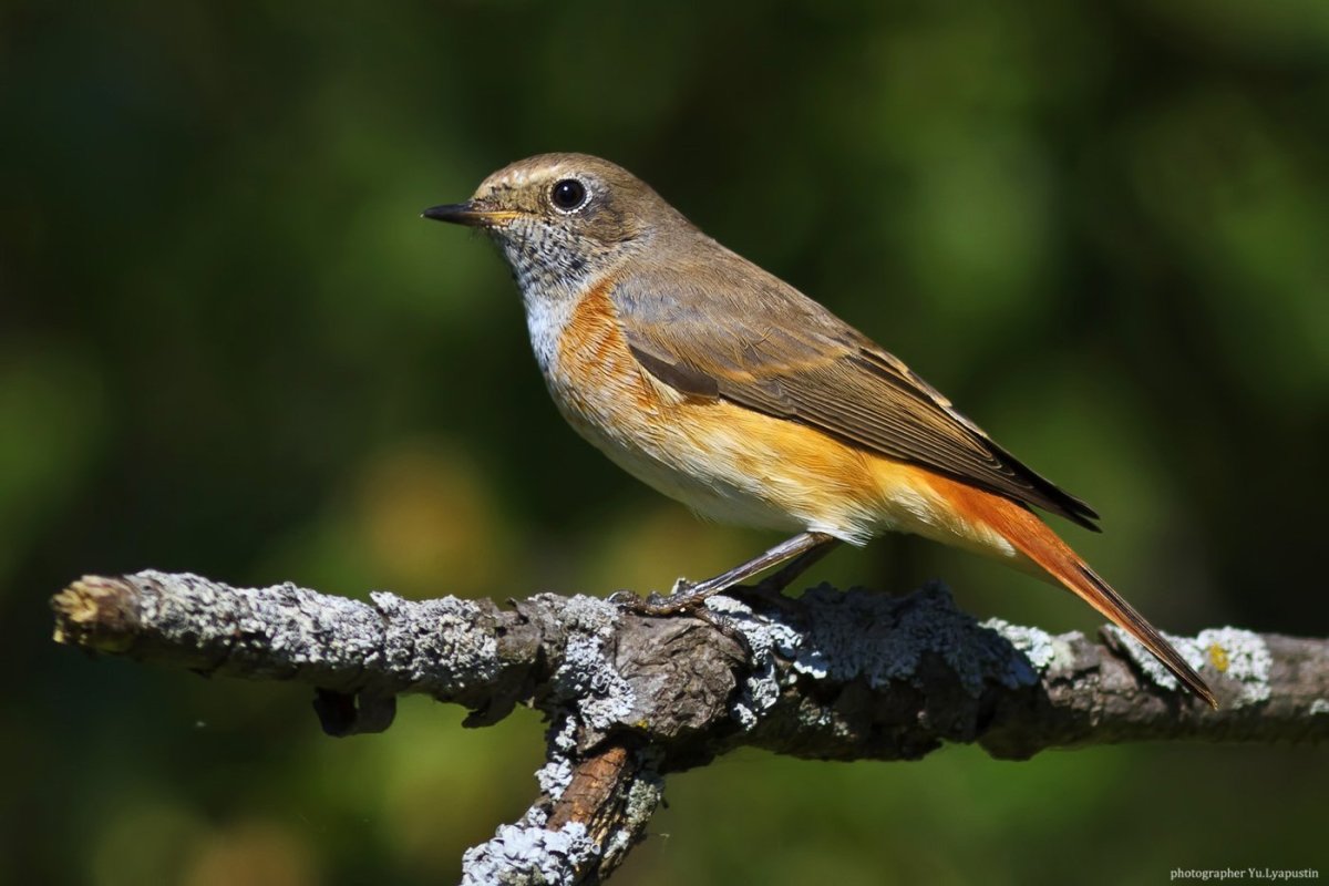 Красногрудая Малиновка Маргарет