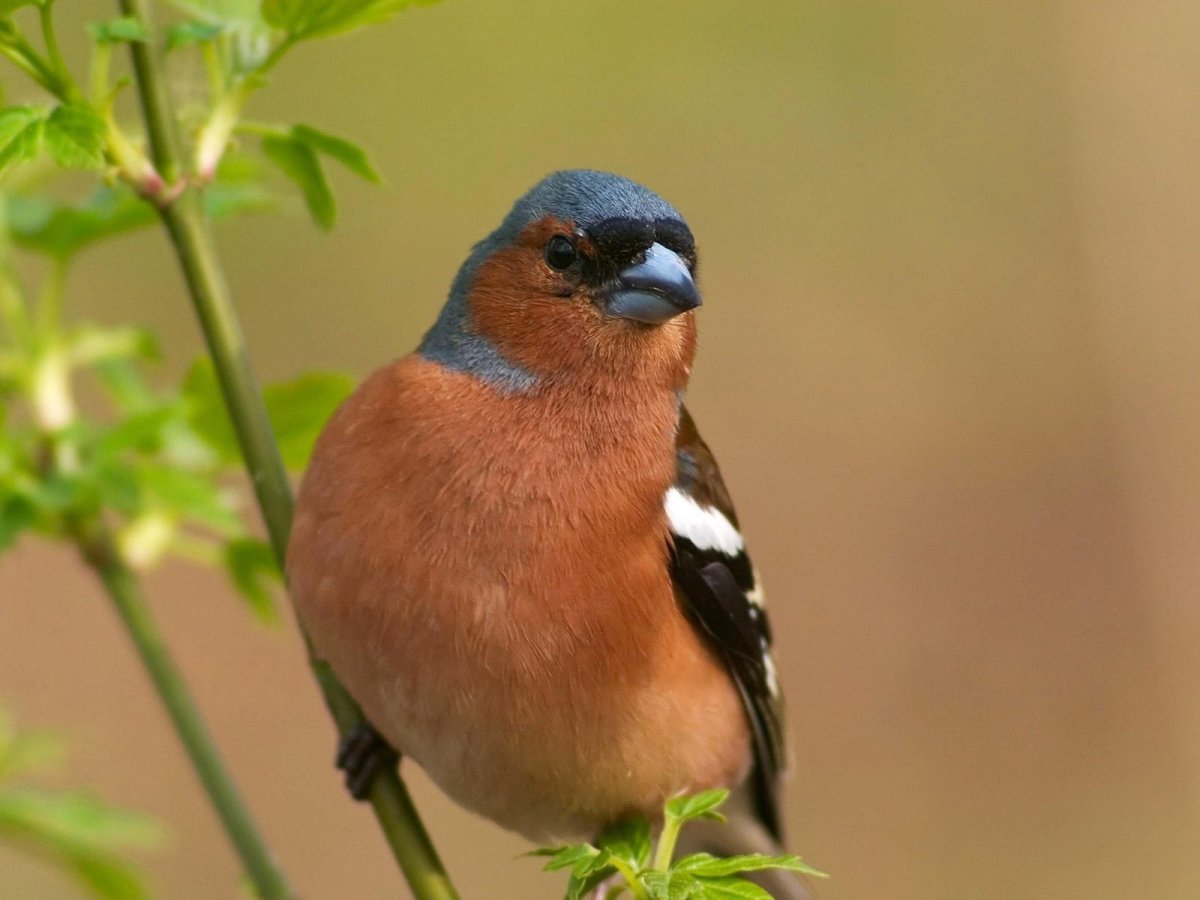 Певчая птица варакушка