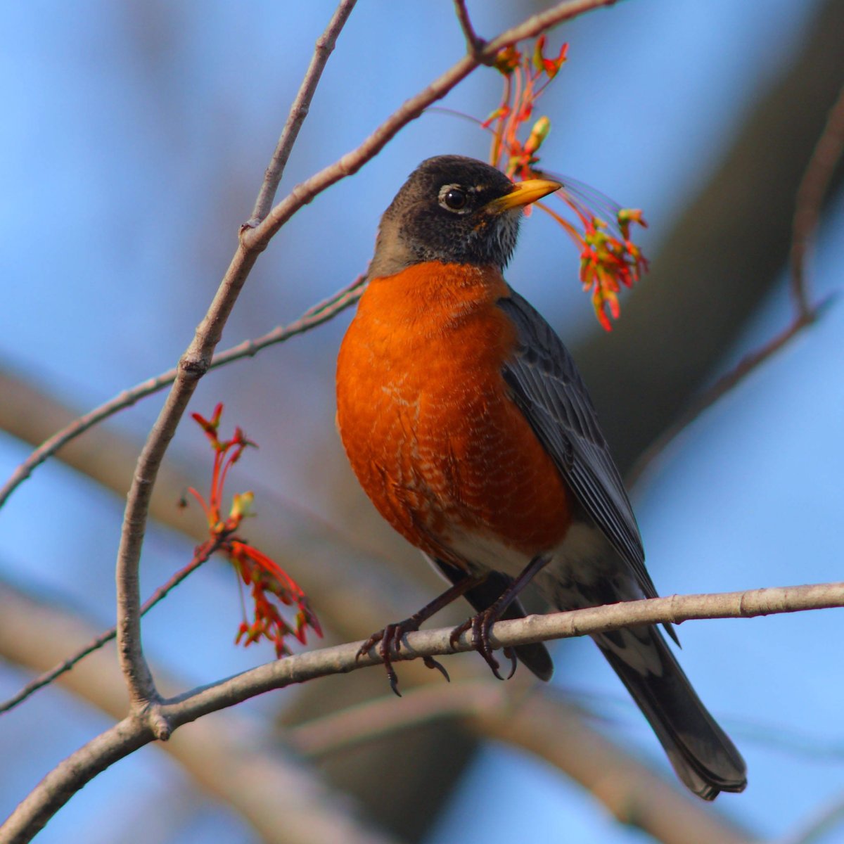 Вьюрковые Зяблик