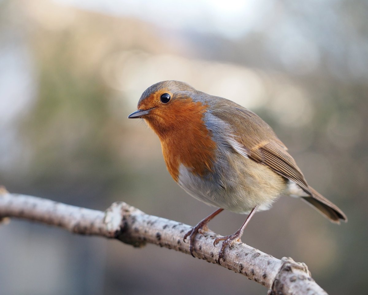 Белохвостая Зарянка