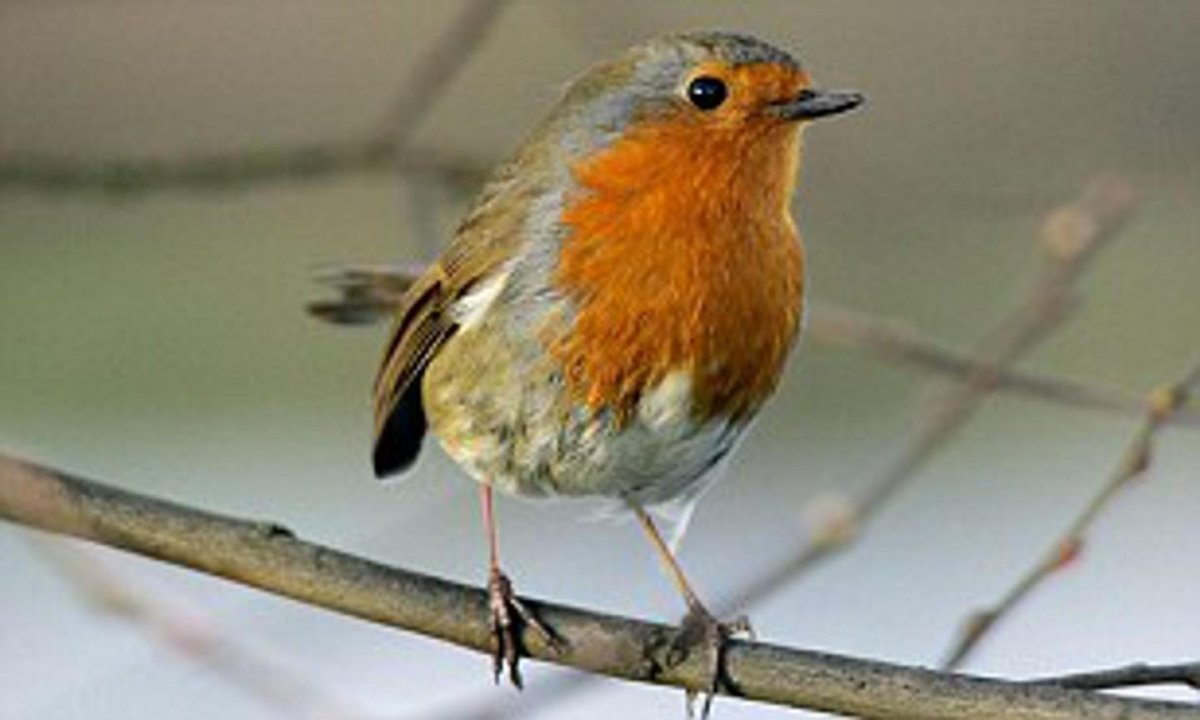 Зарянка голубая