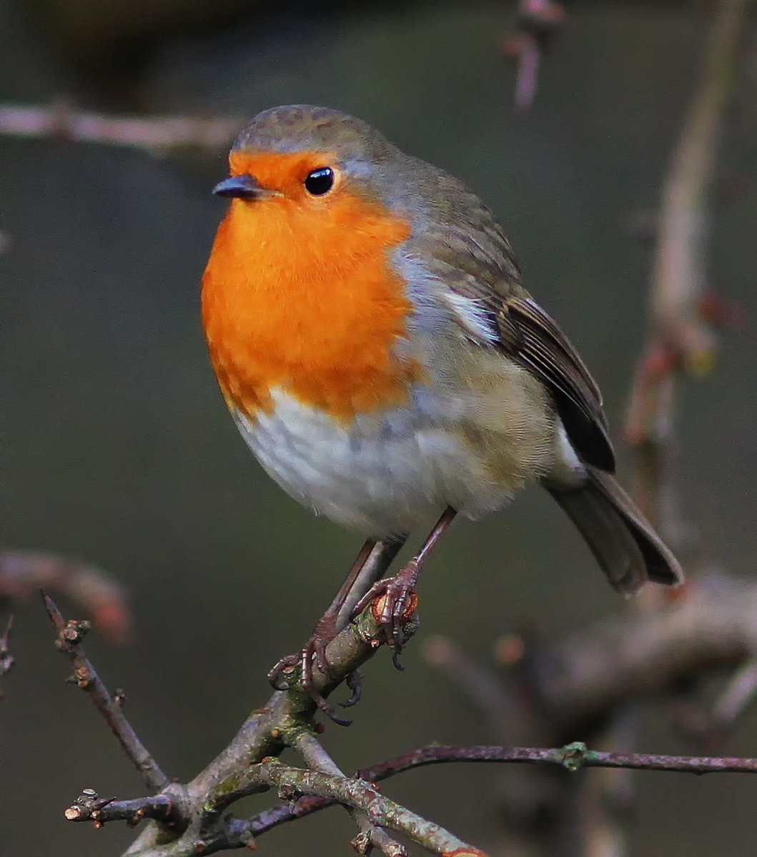 Зарянка горихвостка