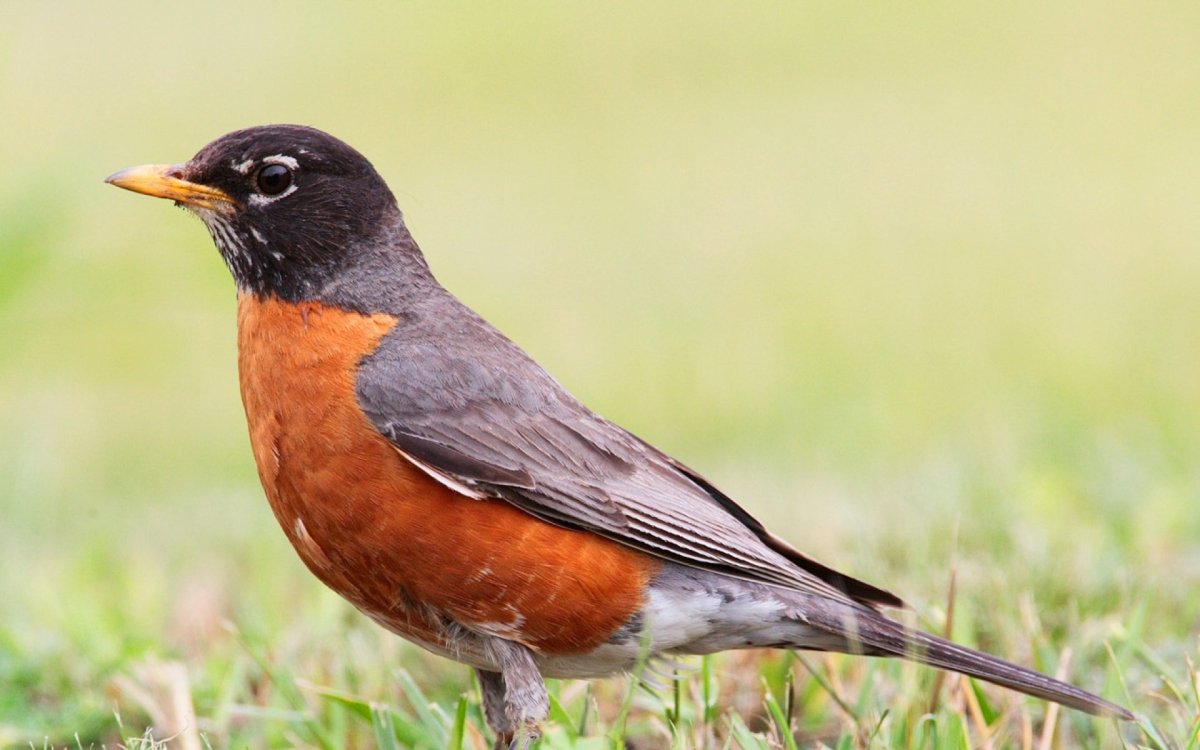 Коричневая птичка с белой грудкой