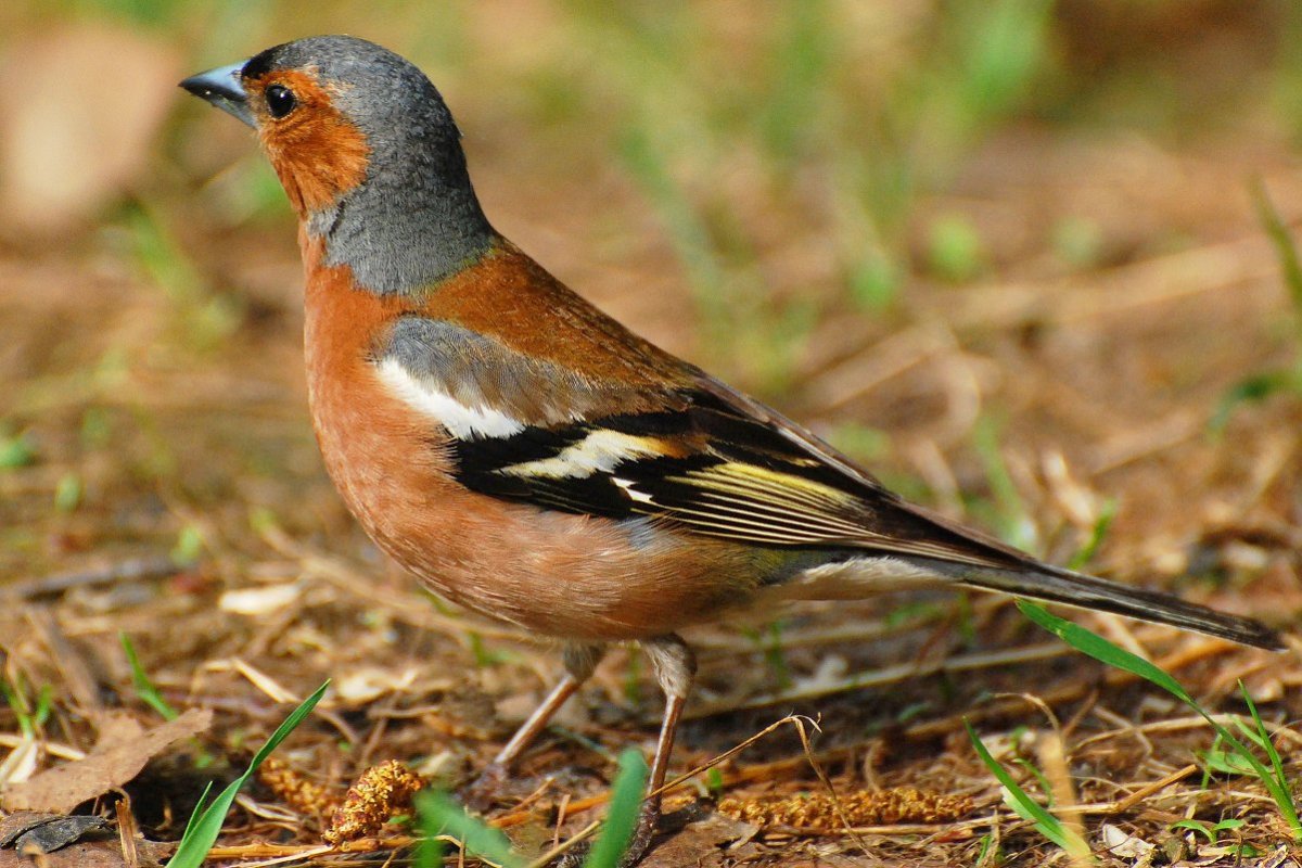 Птичка с синей головкой