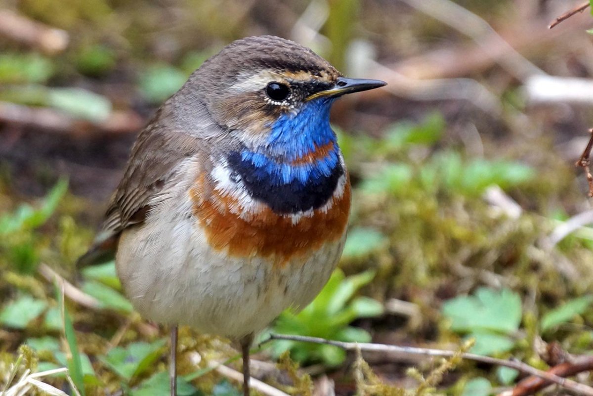 Красногрудый Дрозд