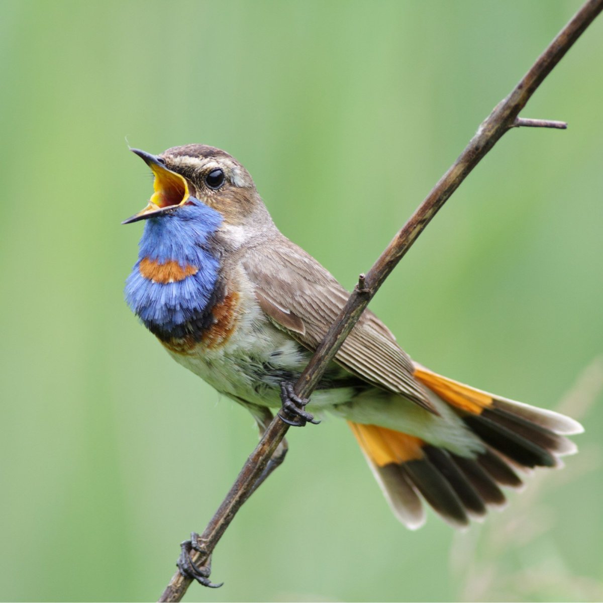 Дрозд подмосковный