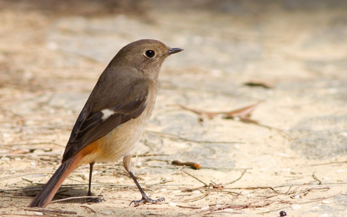 Птица синяя спинка оранжевая грудка