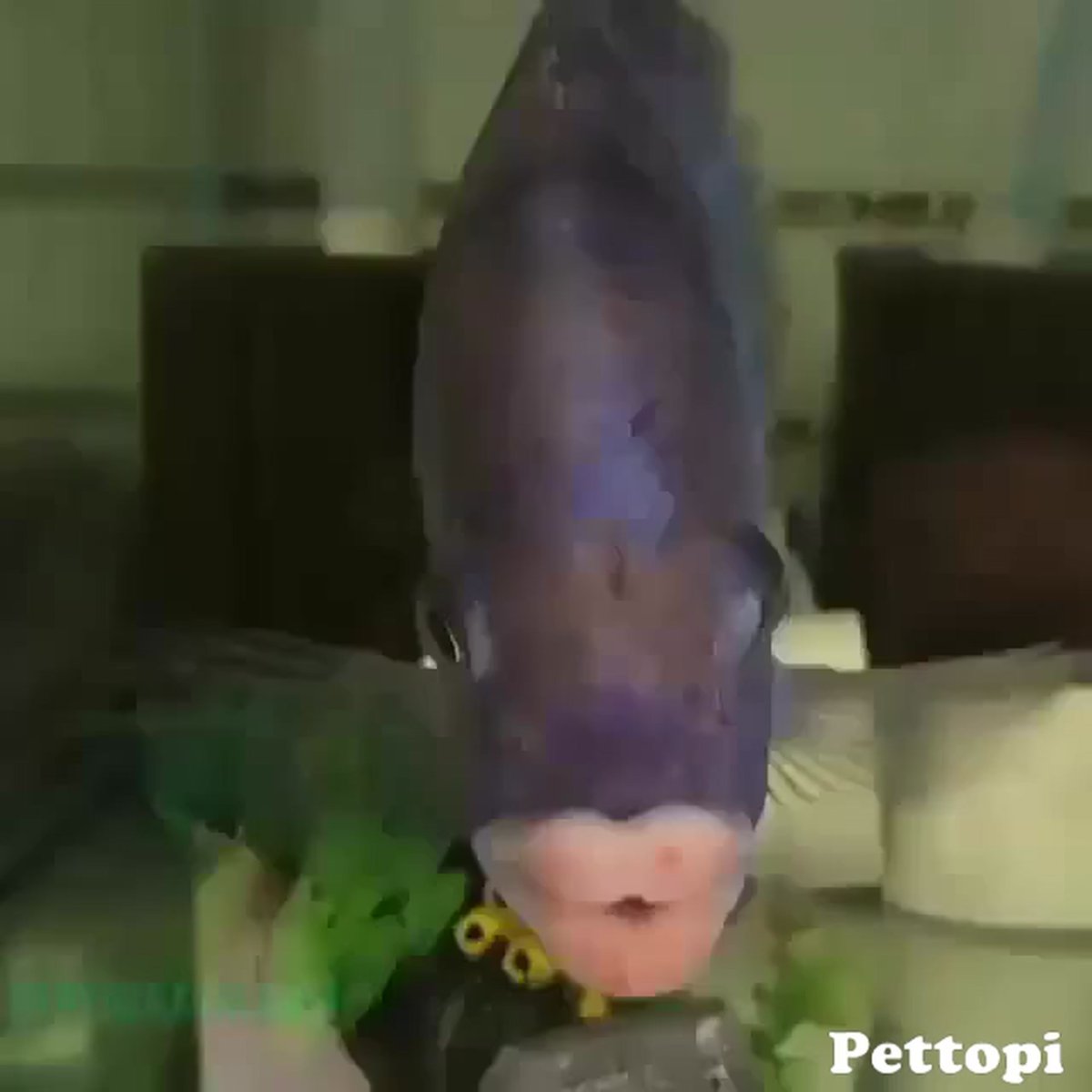 Самые смешные рыбы