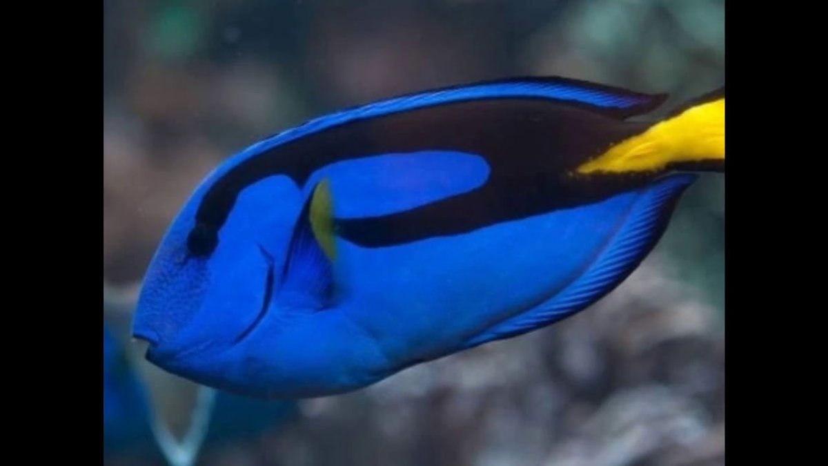 Синяя рыбка аквариумная петушок