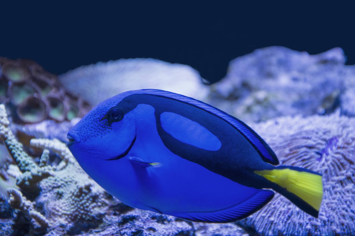 Бетта Фиш рыбка