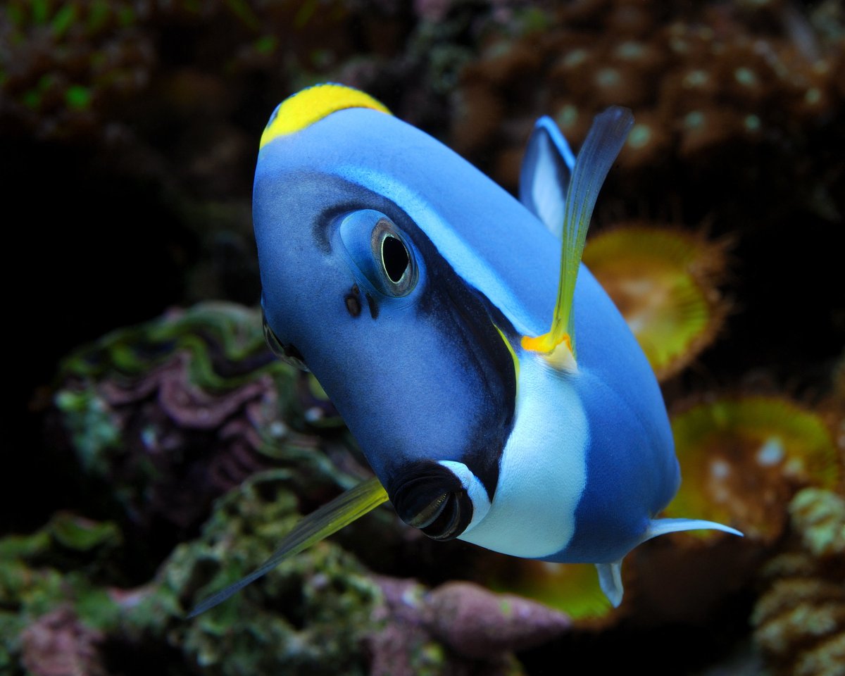 Acanthurus coeruleus