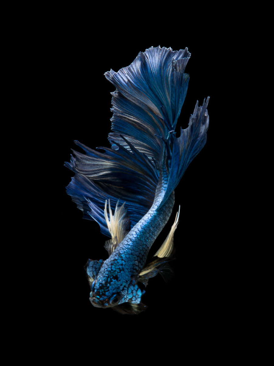 Петушок сиамский супердельта