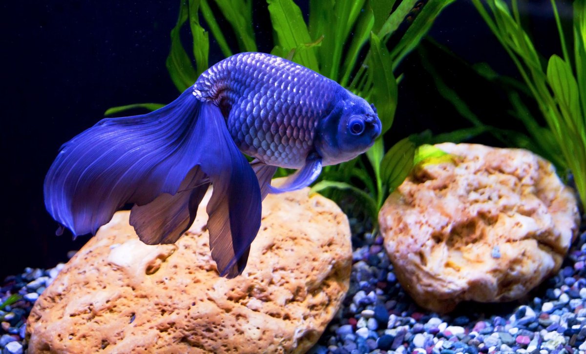 Темно синяя рыба