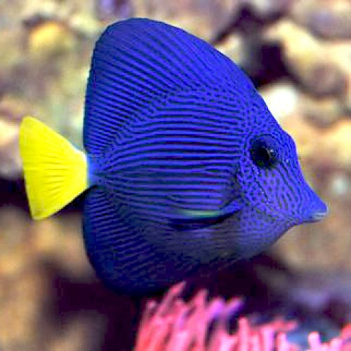 Wild Betta Blue Alien spadetail male Betta