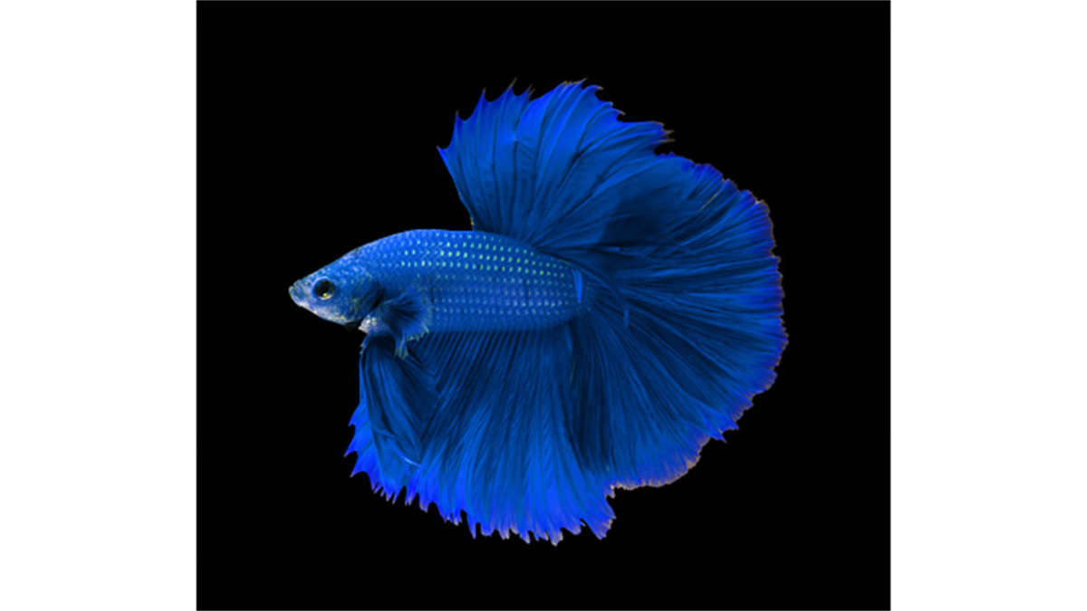 Синий попугай рыба аквариумная