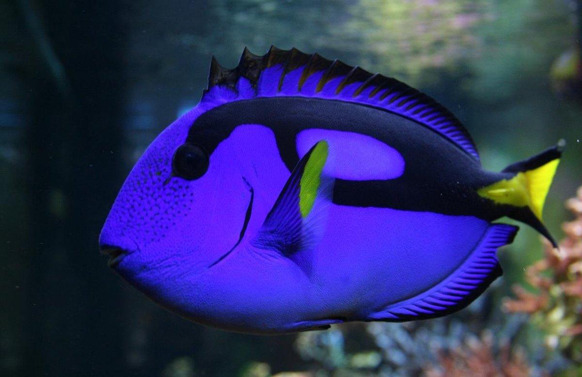 Голубая рыбка с желтым хвостом