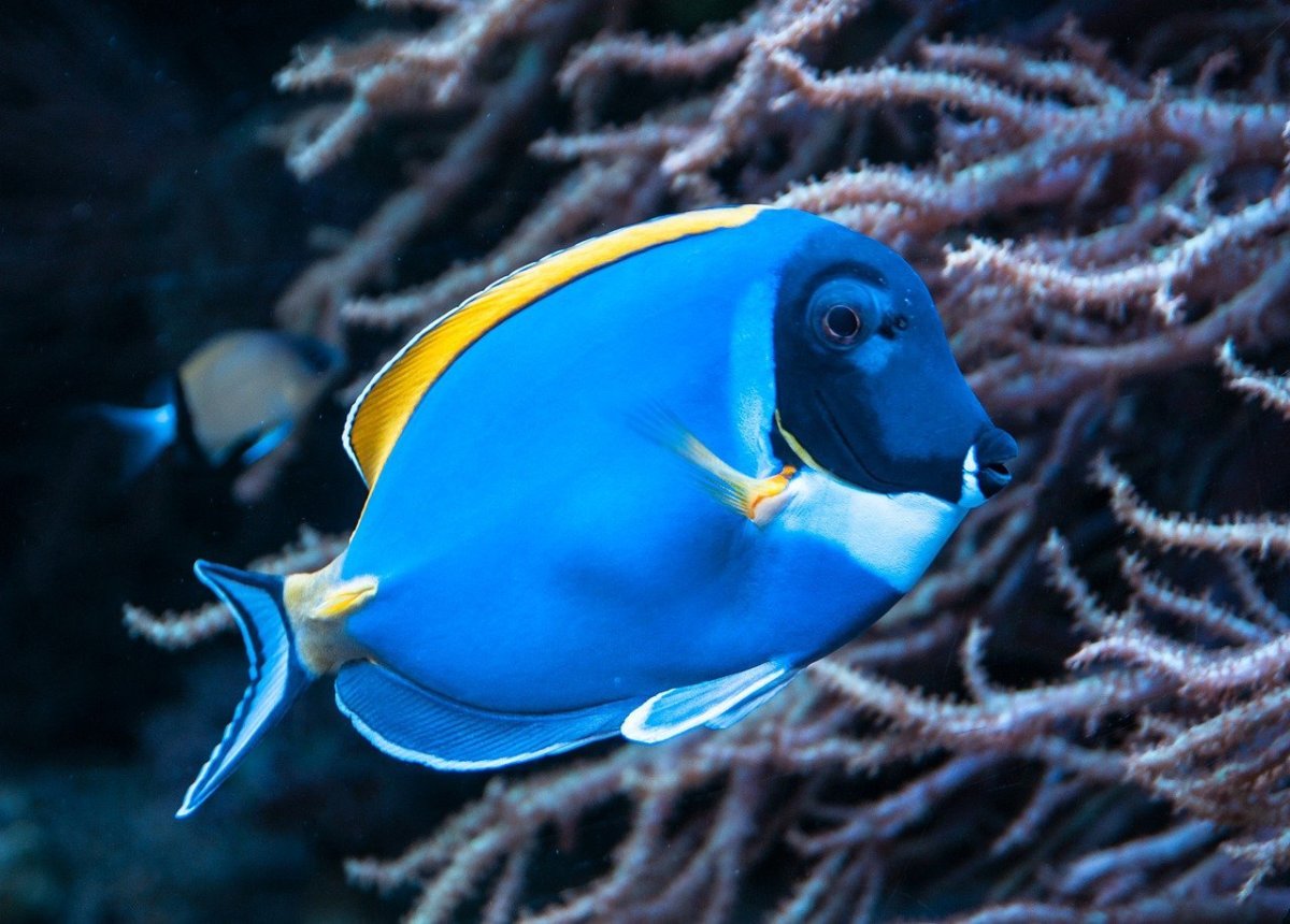 Acanthurus nigricans