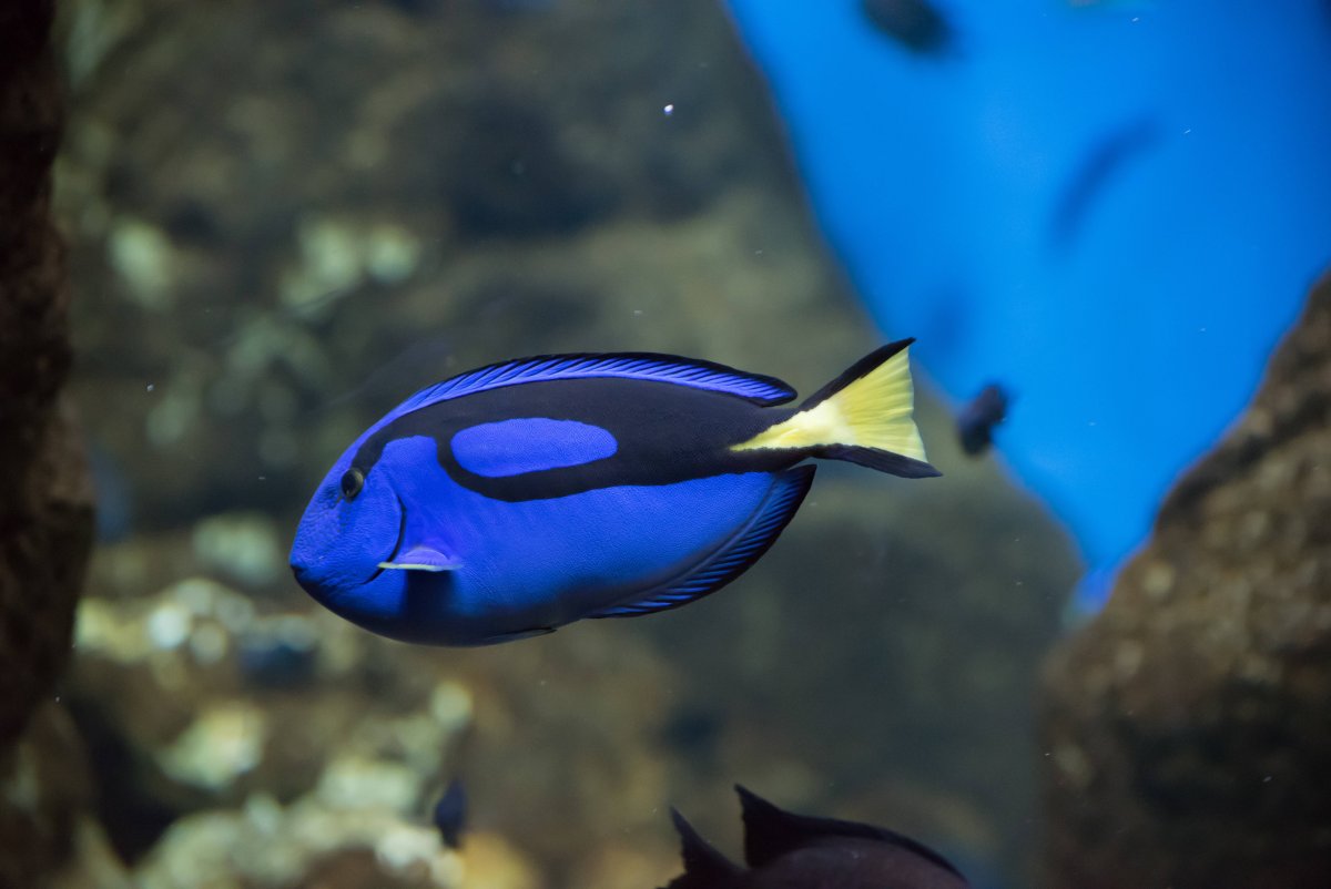 Голубой хирург (Paracanthurus hepatus)