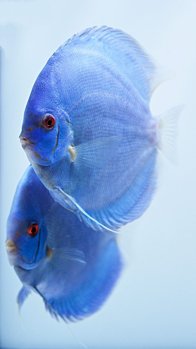 Хромис Ласточка черное