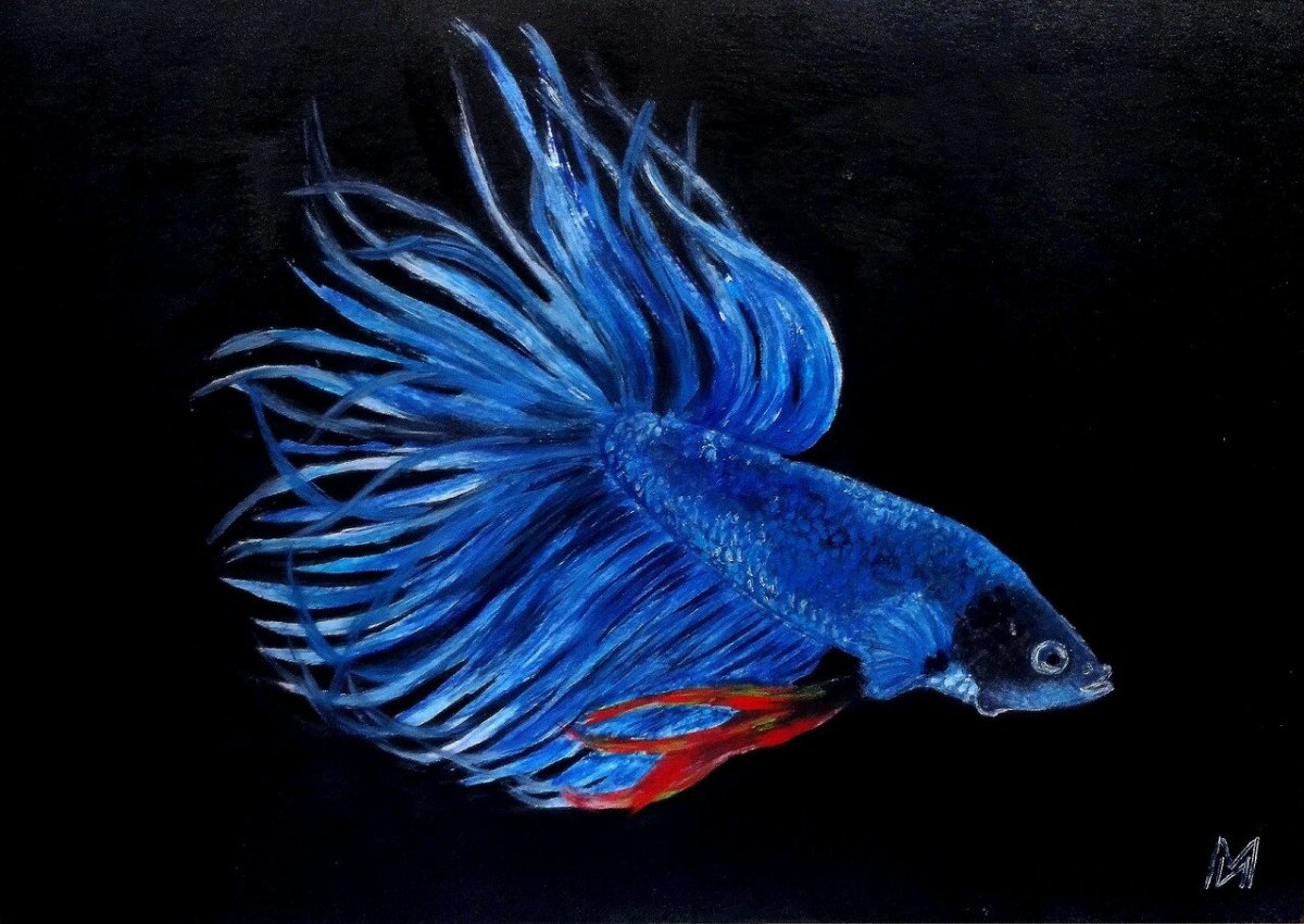 Рыбка Бетта голубая