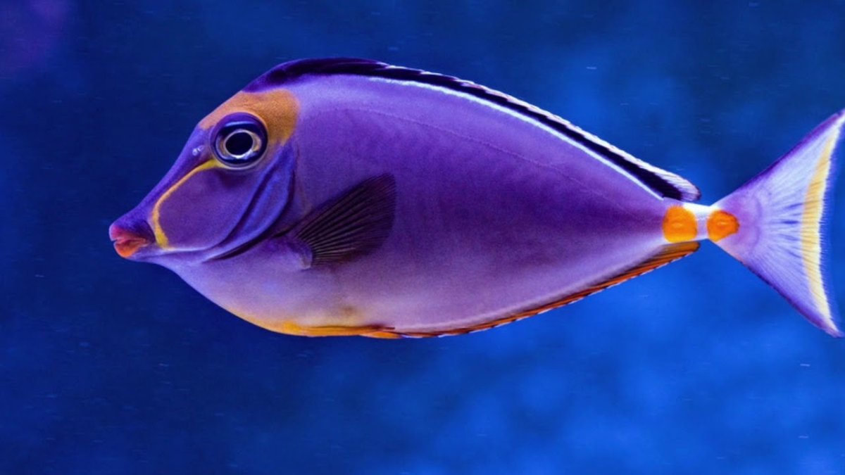 Темно синяя рыба