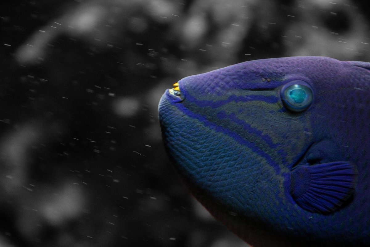 Синие Петушки рыбки