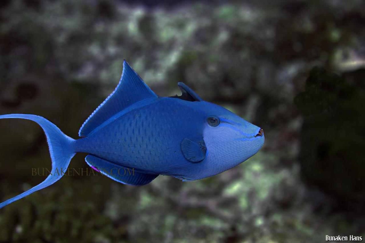 Рыбка вуалехвост голубая