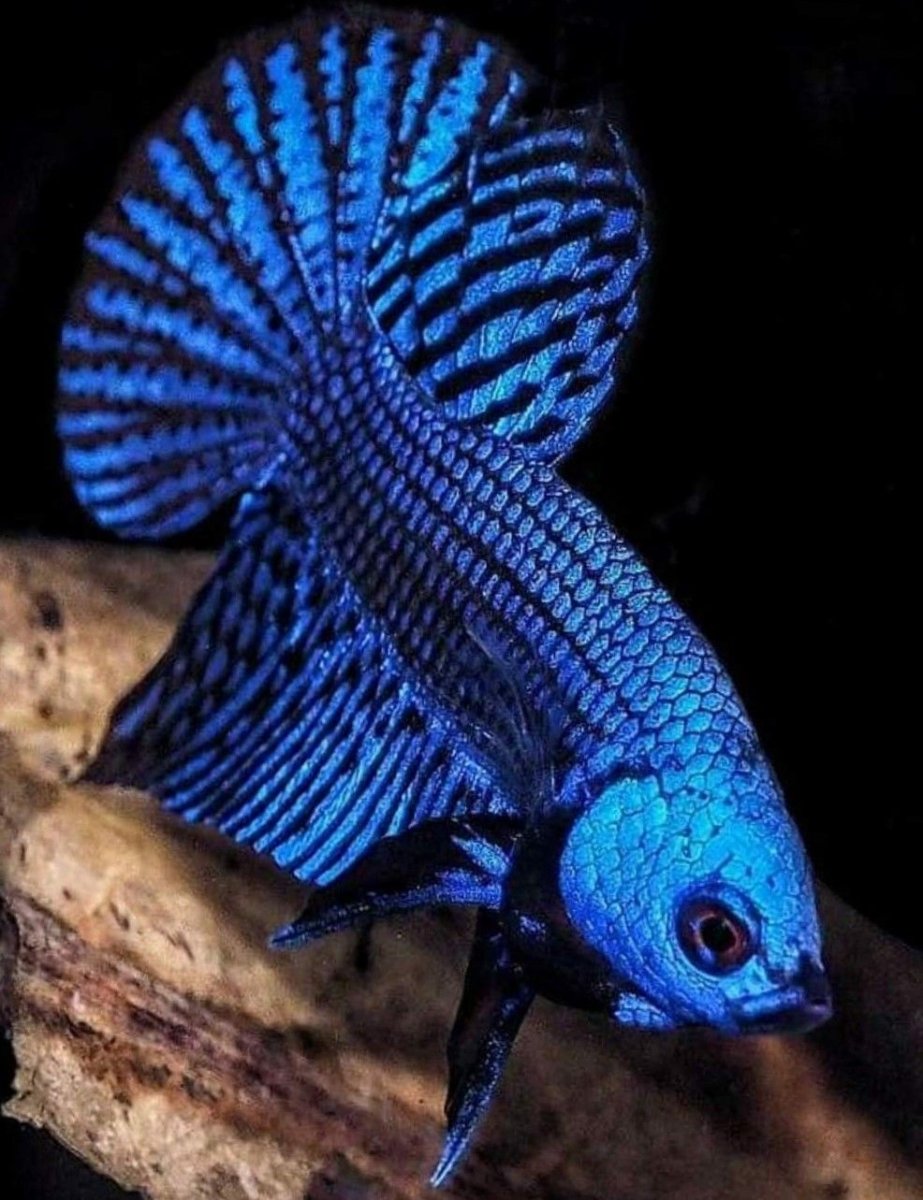 Хирург голубой белогрудый