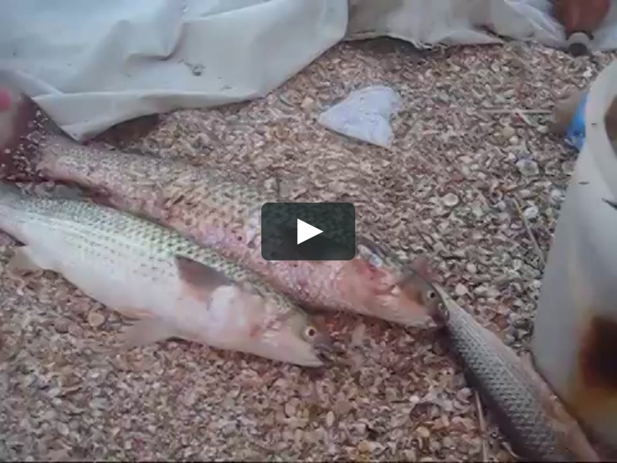 Выращивание пеленгаса в Крыму в крытом бассейне