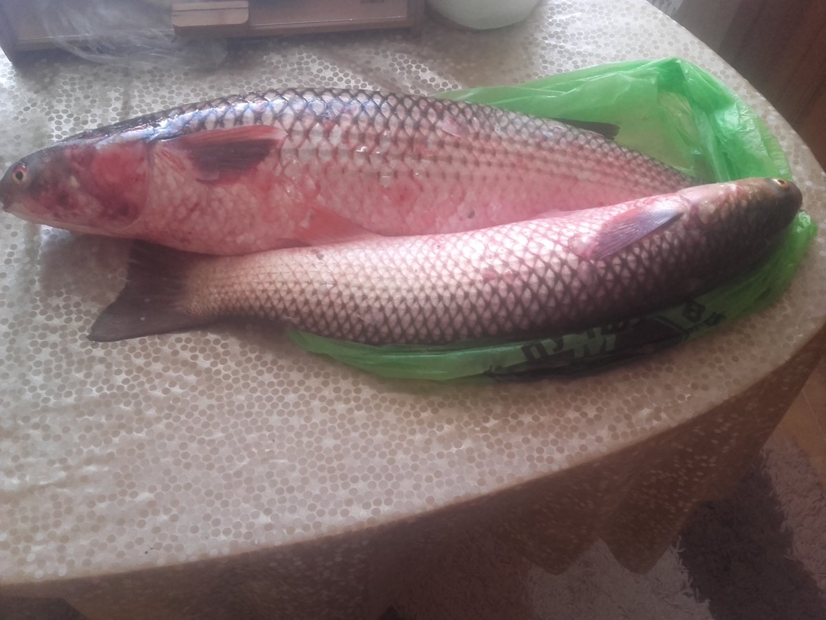 Рыба пелька